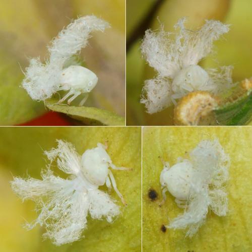 Pochazia shantungensis